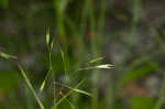 Flattened oatgrass